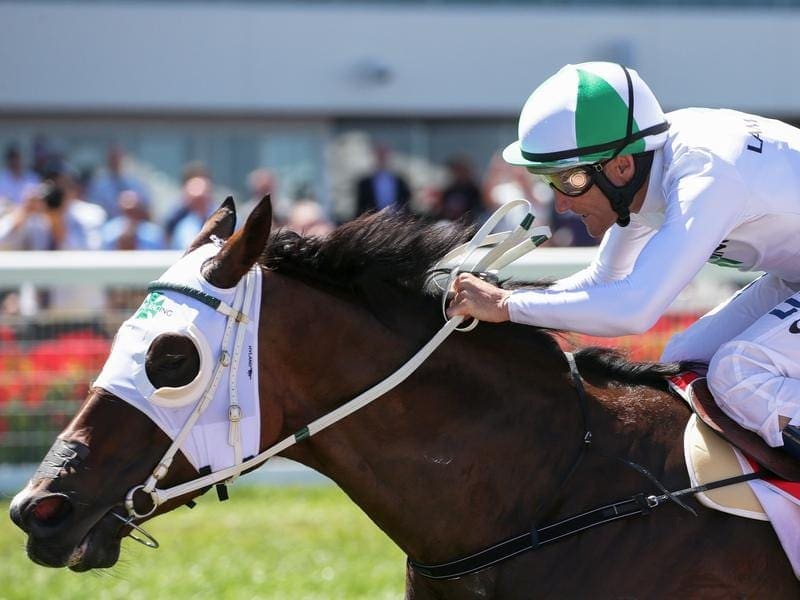 Jamaican Rain will take her place in the G1 Goodwood in Adelaide after recovering from a setback. jamaican rain