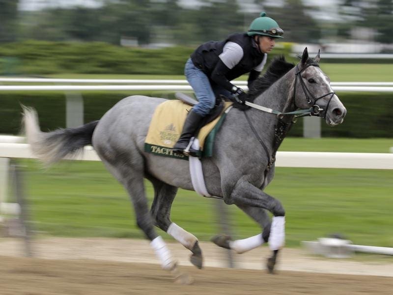 Tacitus is shading Preakness winner War Of Will for favouritism for the Belmont Stakes. belmont stakes