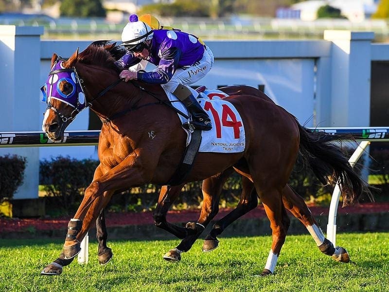 Trainer Kelly Schweida will run Shogun Sun at Doomben rather than the Rockhampton Newmarket. shogun sun