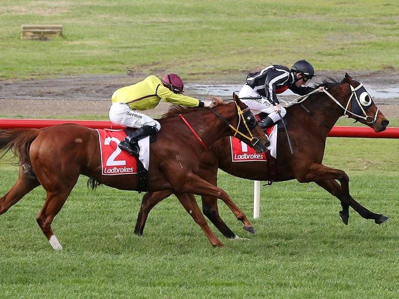 Jungle Edge (black) has won 16 races from 69 starts and amassed almost $1.37 million prize money Jockey Michael Poy rides Jungle Edge to victory