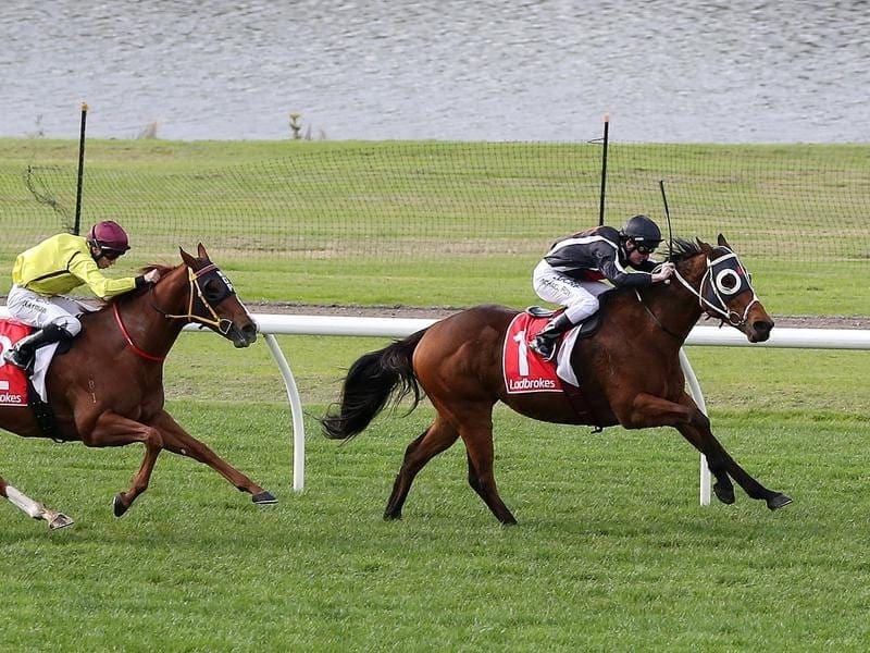 Apprentice jockey Michael Poy and star sprinter Jungle Edge (r) will be reunited at Caulfield. jungle edge
