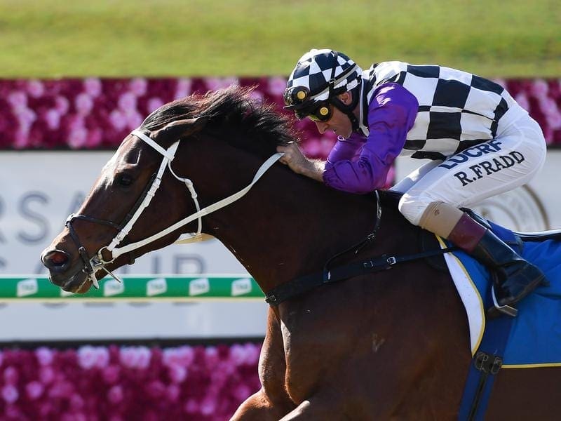 Sparky Lad edged Chris Waller towards 50 Brisbane wins for the season with his Eagle Farm success. Sparky Lad wins at Eagle Farm.