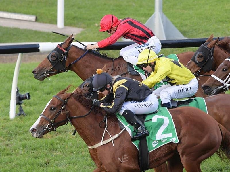 Nicci's Gold (front) will be out to improve on her last-start third when she runs at Rosehill. nicci's gold