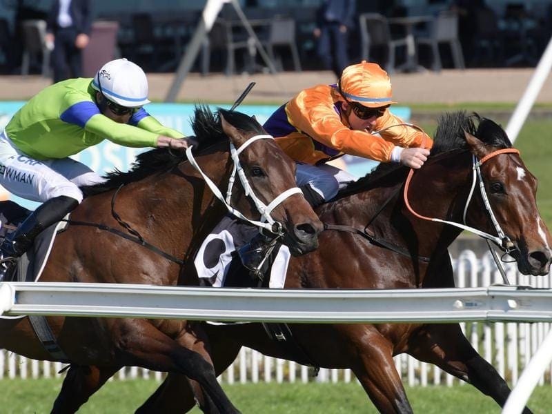 High-priced yearling buy Spend (right) has made a winning debut at Rosehill for Hawkes Racing. Spend (right) wins at Rosehill.