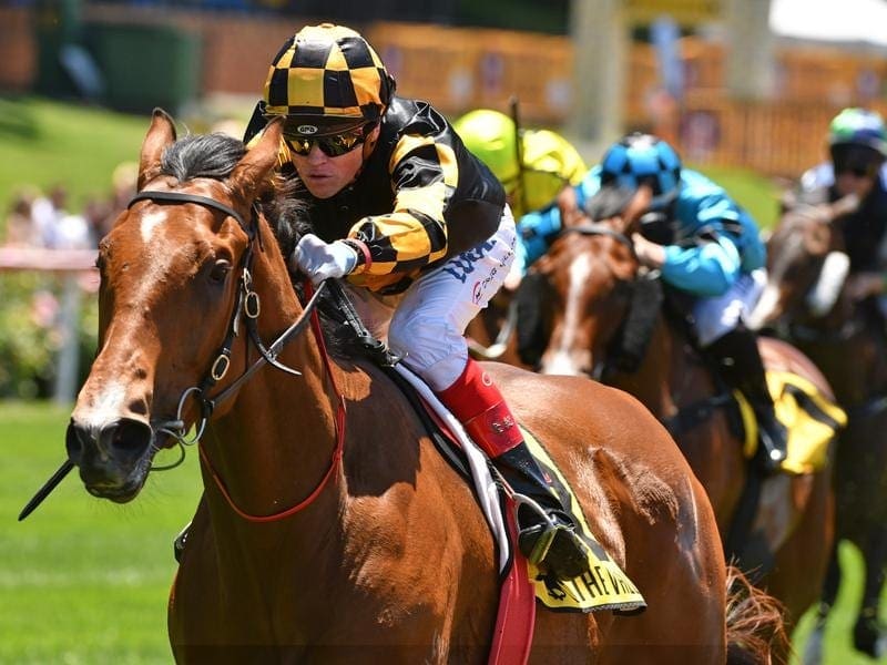 The Regal Roller Stakes is a preferred spring starting point for South Australian sprinter Behemoth. Behemoth is expected to resume in Melbourne.