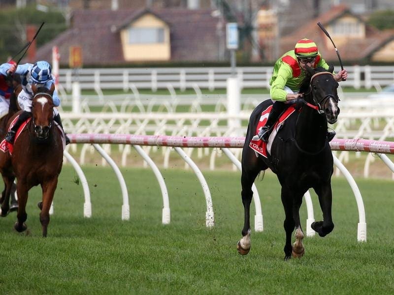 Begood Toya Mother (r) has been entered in races in Adelaide and Melbourne including the G1 Memsie. begood toya mother