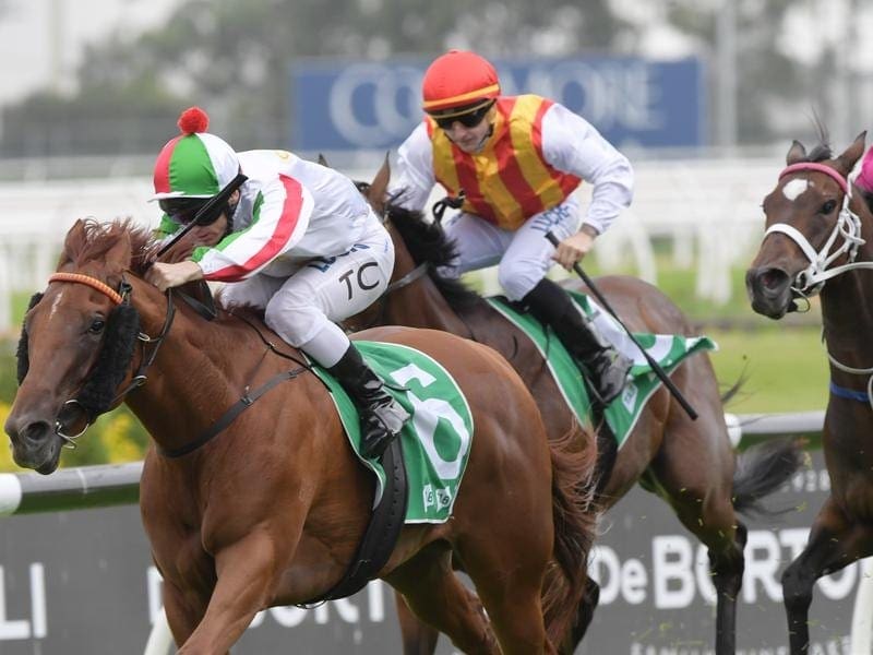 Vegadaze will take on two Group One winners when he resumes in the Missile Stakes at Randwick. Vegadaze will contest the Group Two Missile Stakes.