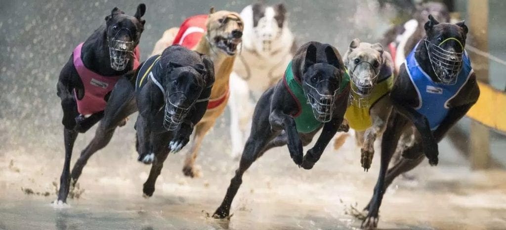 Greyhound Betting Australia | Best Greys Bookmaker Sites 2024