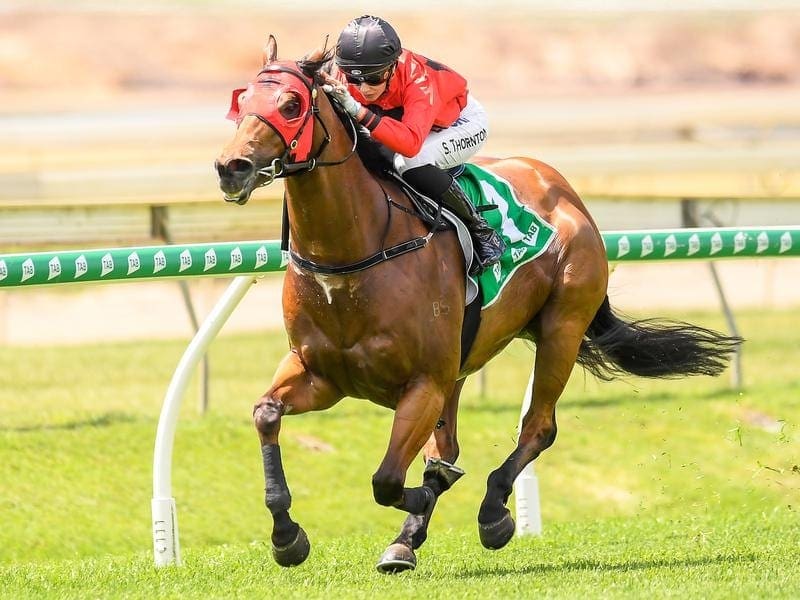 Desert Man clocked a brilliant 59.21 seconds in the TAB Class 3 Plate at Doomben. Stephanie Thornton rides Desert Man in race one at Doomben