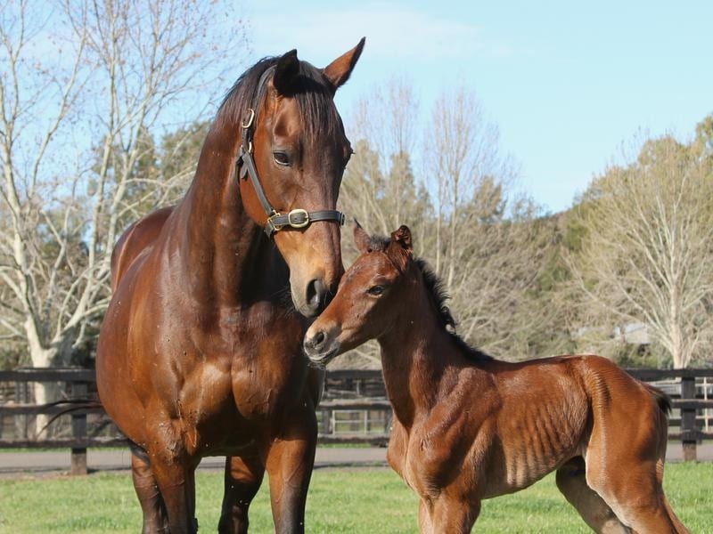 Vegas Showgirl and her new foal.