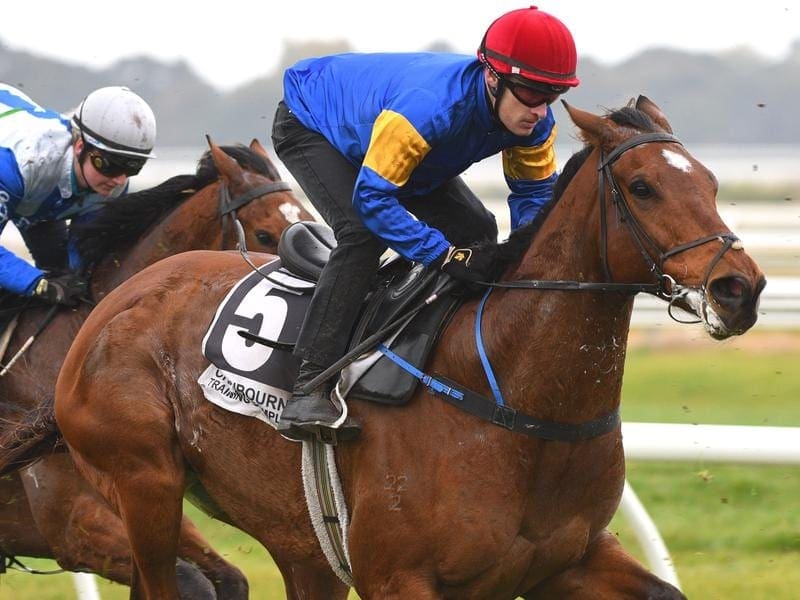 Santa Ana Lane will run in either Sydney or Melbourne after missing The Shorts at Randwick. santa ana lane