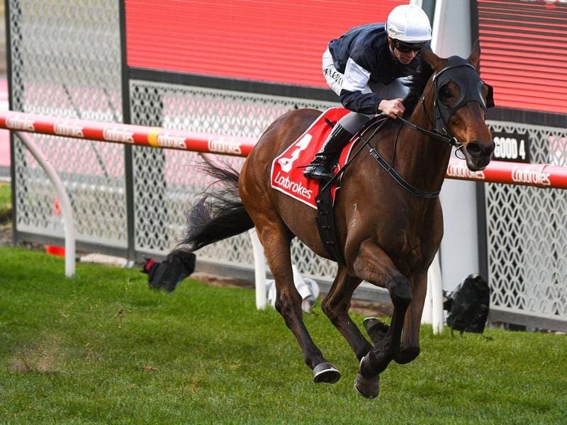 Homesman will try to defend his title in the Group One Underwood Stakes on the way to the Cox Pate. homesman