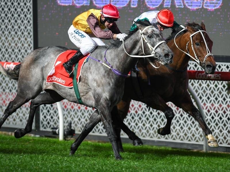 Ex-English horse Captain Cook (r) has won his first Australian race in the JRA Cup at The Valley. captain cook