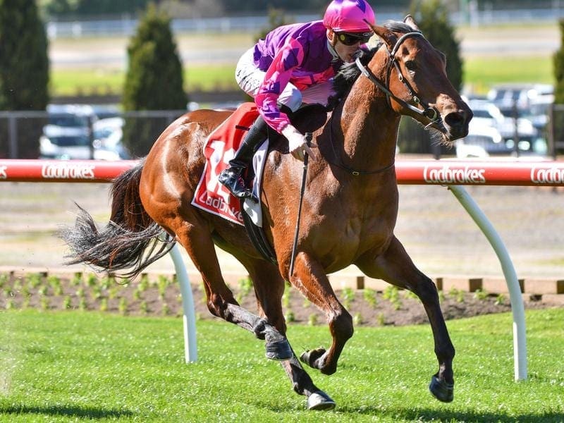 Sassy Salitage returns to The Valley to take on stakes class in the Listed Atlantic Jewel. Sassy Salitage