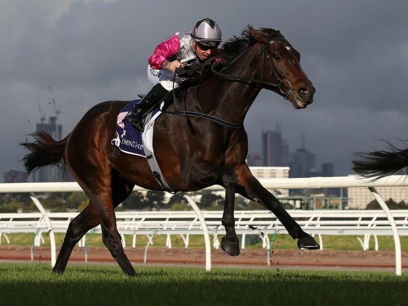 Leading local hope Surprise Baby will try to secure a Melbourne Cup berth via The Bart Cummings. surprise baby