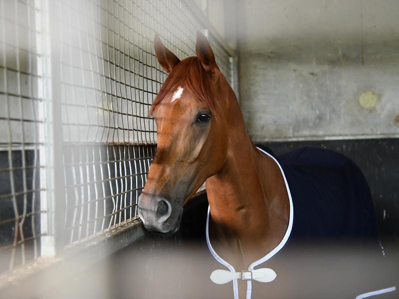Melbourne Cup winner Vow and Declare in his box.