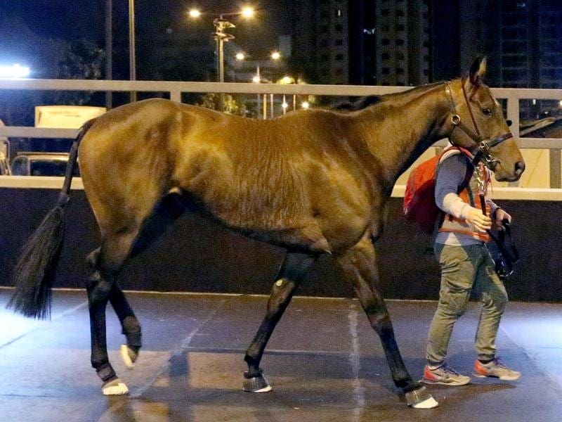 G1 winning sprinter In Her Time will represent Australia at the HK International meeting. in her time