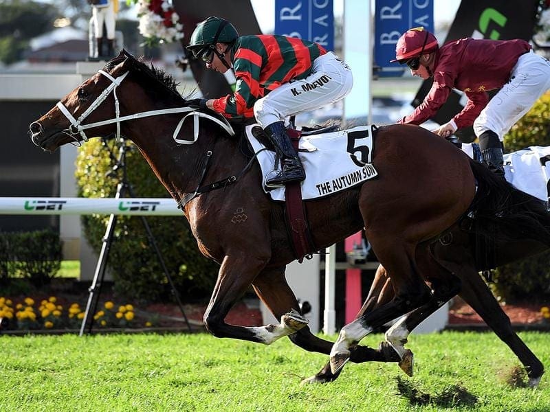 Horses such as The Autumn Sun (l) have run as 2yo in Brisbane before going on to further success. the autumn sun