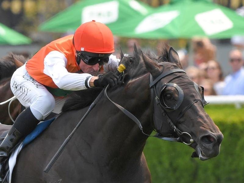 Morton's Fork has added another dimension to his career in winning the Christmas Cup at Randwick. Morton's Fork wins the Christmas Cup at Randwick.