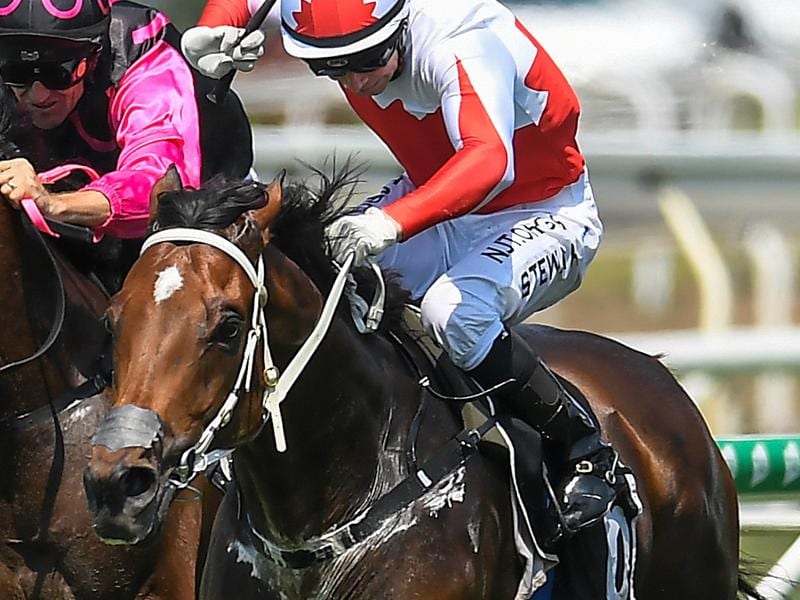Trevelyan will contest the $250,000 Wave at the Gold Coast.