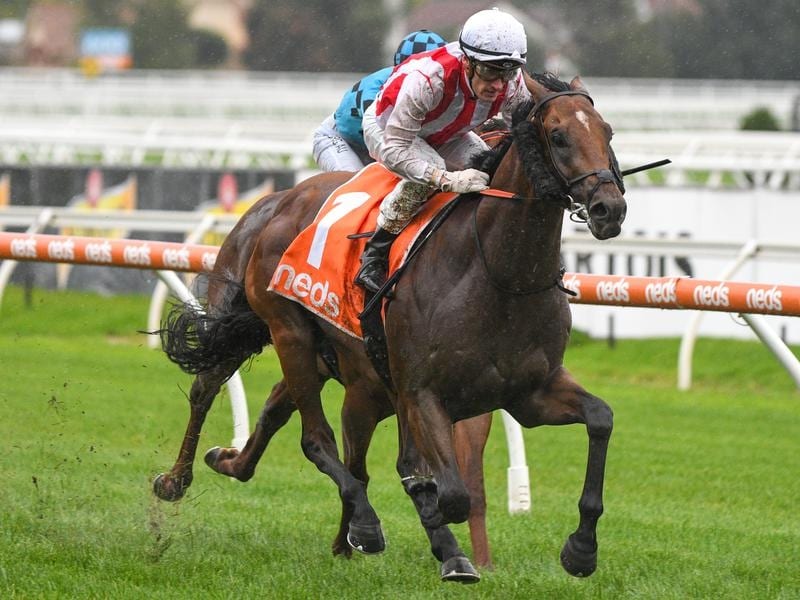 Super Seth will take on older horses in the Futurity Stakes.