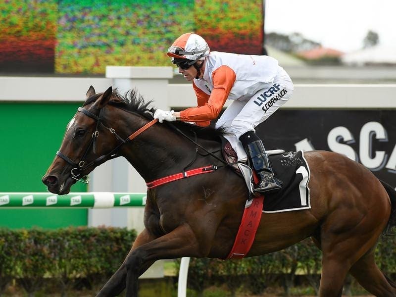 The Chris Munce-trained Stampe will be kept to three-year-old company when he races at Doomben. Stampe wins at Doomben.
