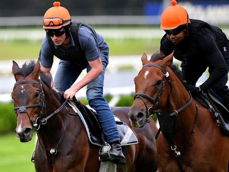 Stablemates Young Rascal (left) and Addeybb gallop at Canterbury.