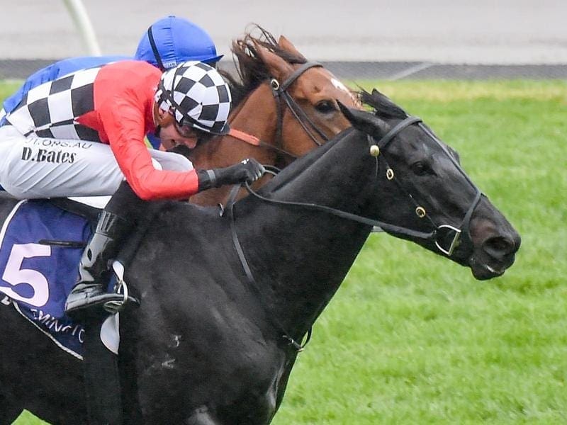 Great Again confirmed his outstanding wet-track credentials in winning the Listed Straight Six. Great Again wins the Listed Straight Six at Flemington.