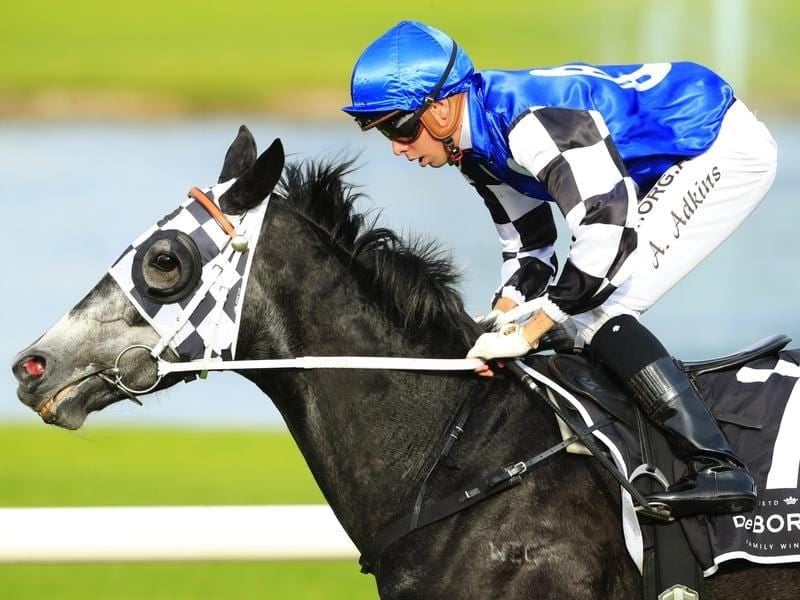 Attention Run, one of five runners for Kris Lees, is the early favourite for the WJ McKell Cup. Attention Run heads early markets on the WJ McKell Cup at Rosehill.