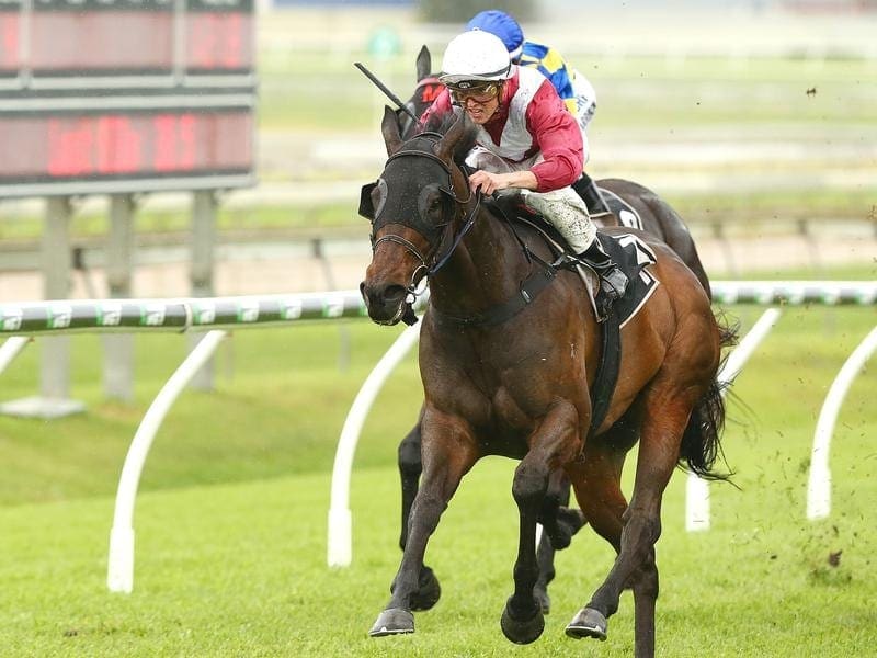 Mr Bellagio returns to racing at Eagle Farm with summer carnival goals on the horizon. Mr Bellagio returns to racing at Eagle Farm