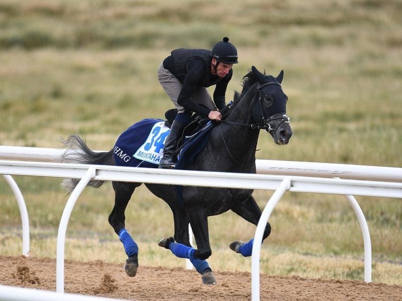 Import Muntahaa will return to racing at Flemington.