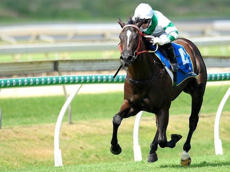 Kisukano returns to racing at the Sunshine Coast