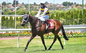Daqiansweet Junior will target the Melbourne Cup